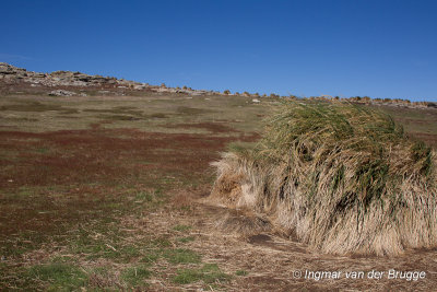 Scene with Tussac grassland