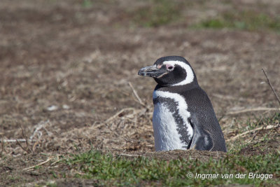 Magellanic Penguin