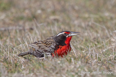 Long-tailed Meadowlark