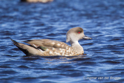 Crested Duck