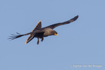 Striated Caracara