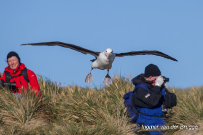 Black-browed Albatross
