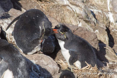 Southern Rockhopper Penguin