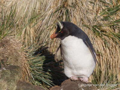 Southern Rockhopper Penguin