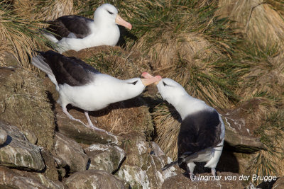 Black-browed Albatross