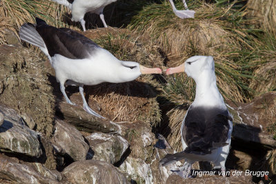 Black-browed Albatross