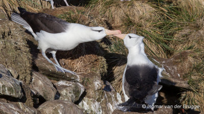 Black-browed Albatross