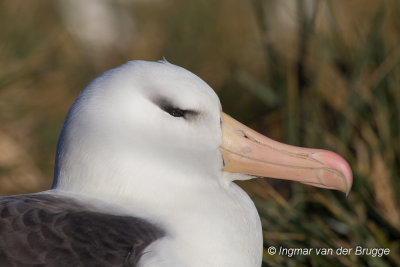 Black-browed Albatross