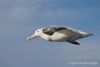 Wandering Albatross