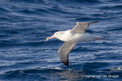 Southern Royal Albatross