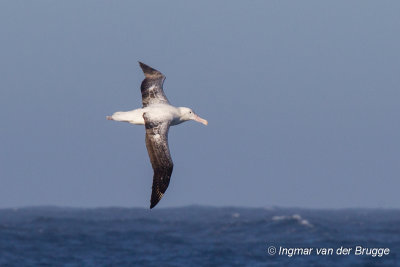Southern Royal Albatross
