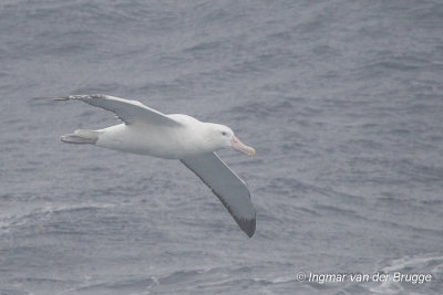 Wandering Albatross