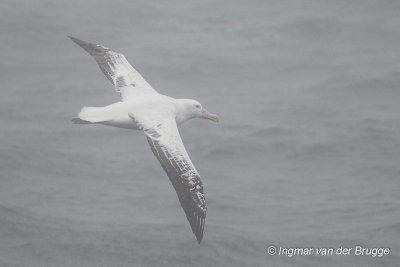 Wandering Albatross