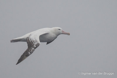 Wandering Albatross