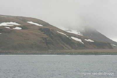 Coastline Salisbury Plain with King Penguin breeding colony