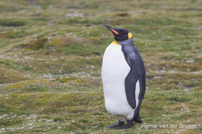 King Penguin
