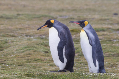 King Penguin