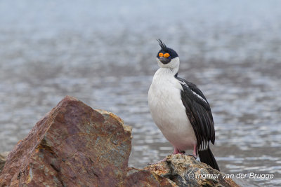 South Georgia Shag