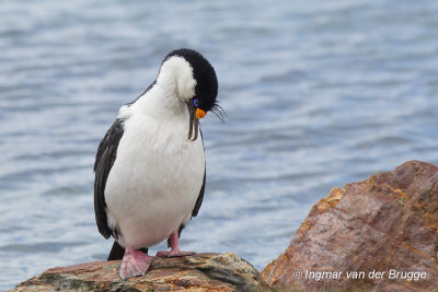 South Georgia Shag