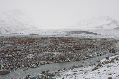 King Penguin breeding colony