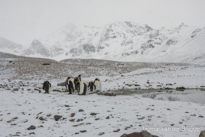 King Penguins