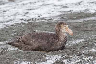 Northern Giant Petrel
