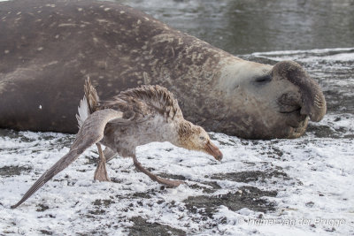 Northern Giant Petrel