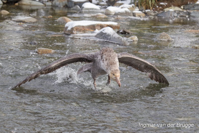 Northern Giant Petrel