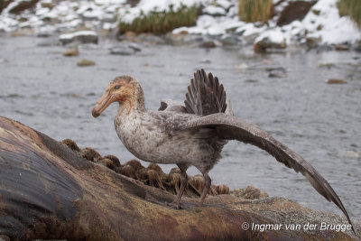 Northern Giant Petrel