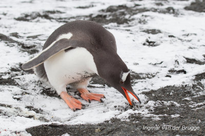 Gentoo Penguin