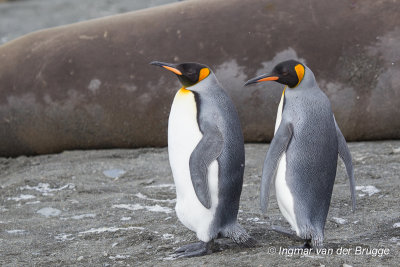 King Penguin