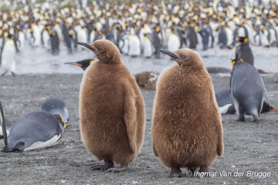 King Penguin