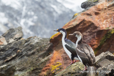 South Georgia Shag
