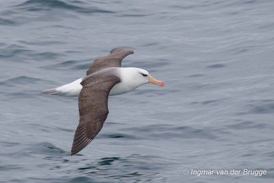 Black-browed Albatross