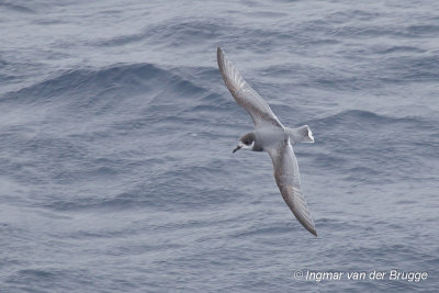 Blue Petrel