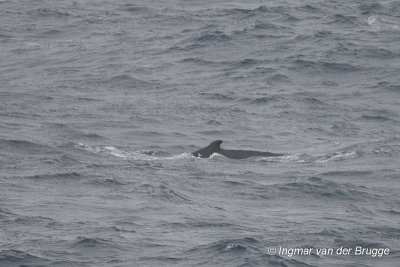 Megaptera novaeangliae - Humpback Whale