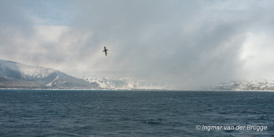 Saunders Island