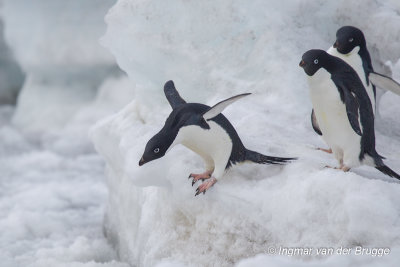 Adelie Penguin