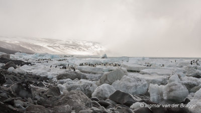 Shoreline with Adelie Penguins