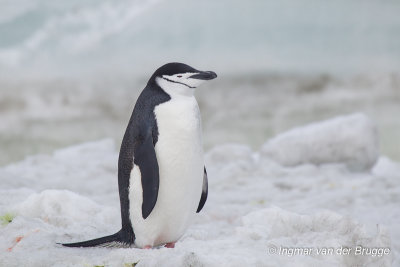 Chinstrap Penguin
