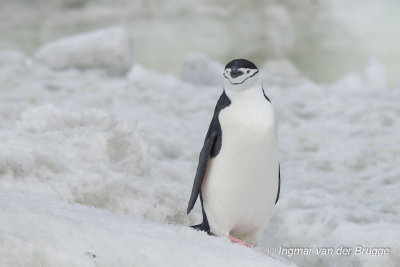 Chinstrap Penguin