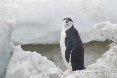 Chinstrap Penguin