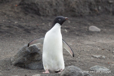 Adelie Penguin