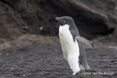 Adelie Penguin