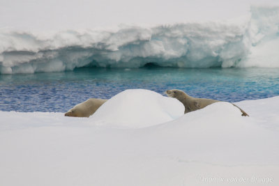Lobodon carcinophaga - Crabeater Seal