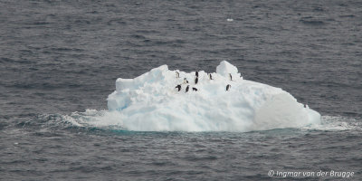 Chinstrap Penguins