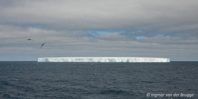 Iceberg