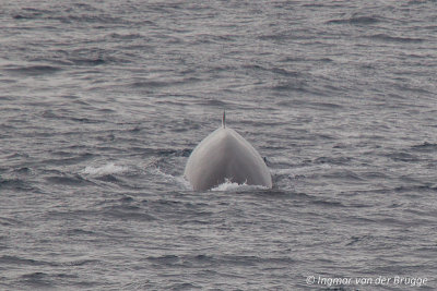 Balaenoptera physalus - Fin Whale