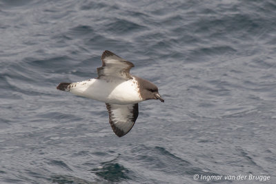 Cape Petrel