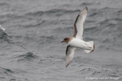 Antarctic Petrel